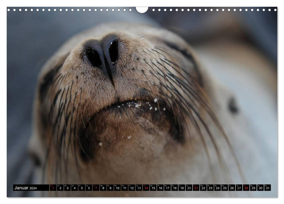 Galapagos Archipelago - Fascination with Wildlife (CALVENDO Wall Calendar 2024) 