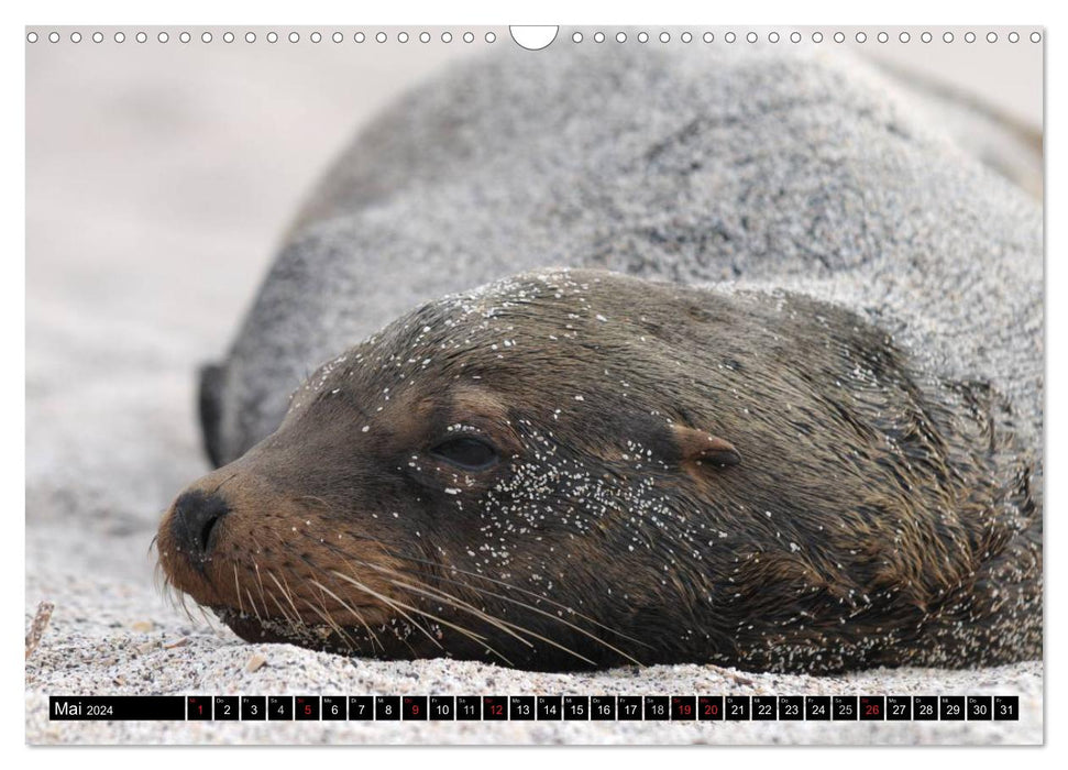 Galapagos Archipelago - Fascination with Wildlife (CALVENDO Wall Calendar 2024) 