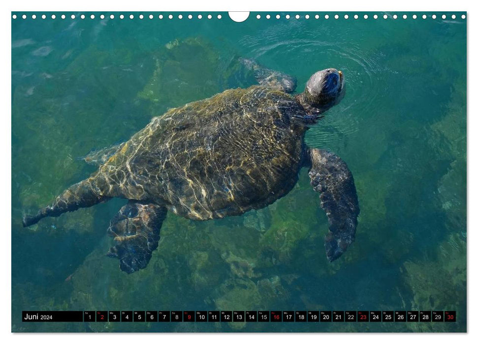 Galapagos Archipelago - Fascination with Wildlife (CALVENDO Wall Calendar 2024) 