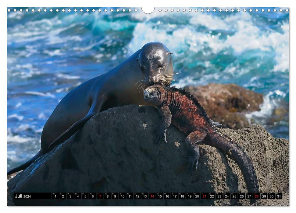 Galapagos Archipel- Faszination Tierwelt (CALVENDO Wandkalender 2024)