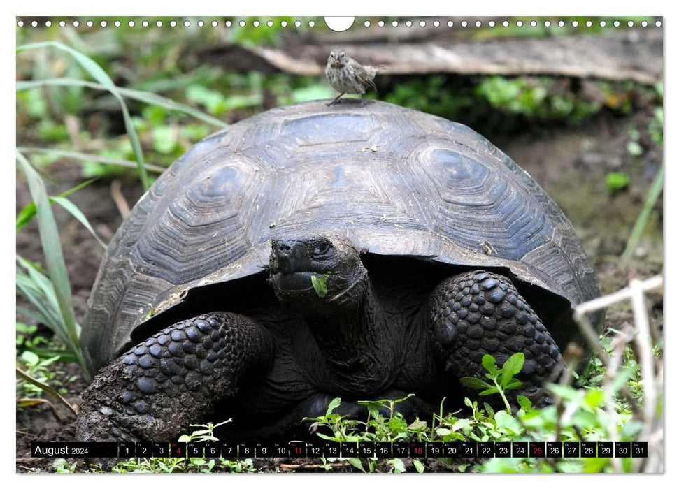 Galapagos Archipelago - Fascination with Wildlife (CALVENDO Wall Calendar 2024) 