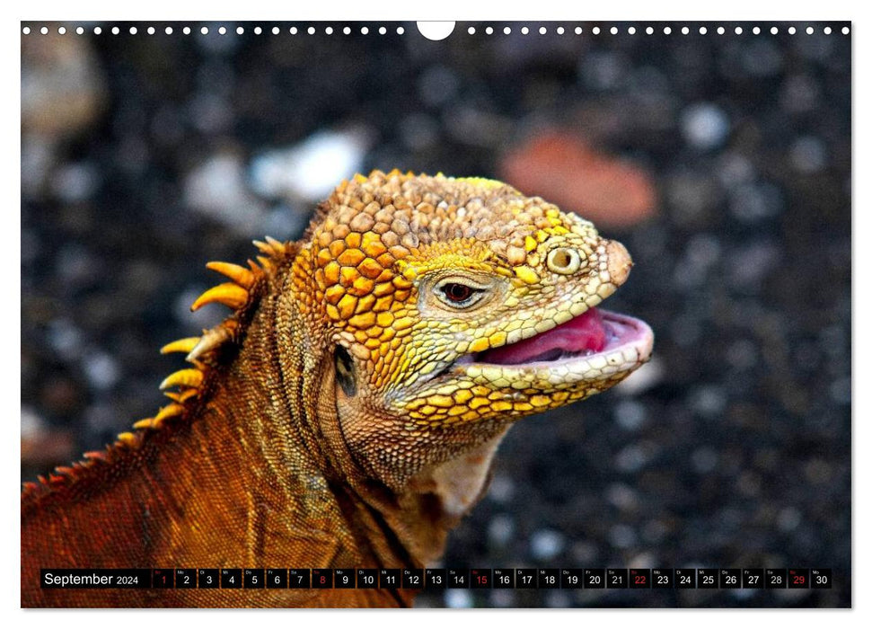 Galapagos Archipelago - Fascination with Wildlife (CALVENDO Wall Calendar 2024) 