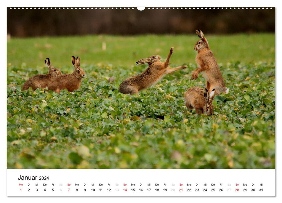 Tiere in der Feldmark (CALVENDO Wandkalender 2024)