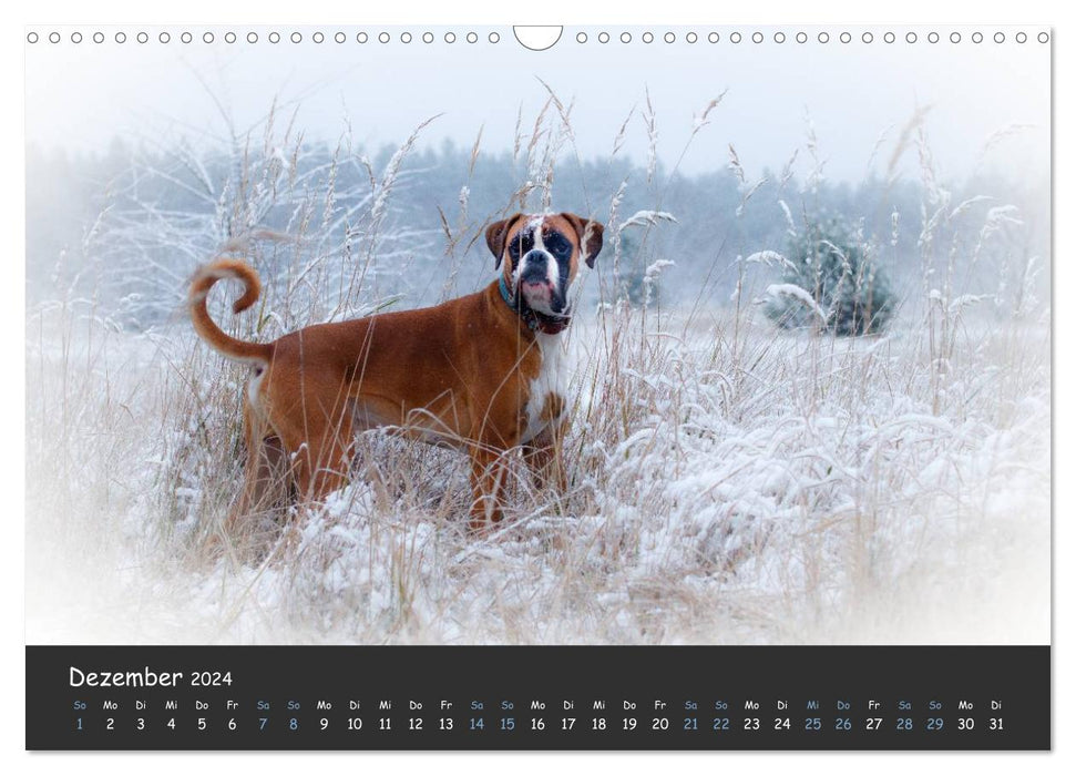 Wenn ich groß bin werd' ich Boxer (CALVENDO Wandkalender 2024)