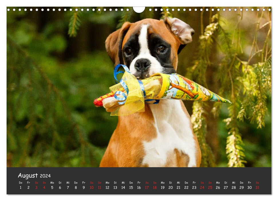 When I grow up I'll be a boxer (CALVENDO wall calendar 2024) 