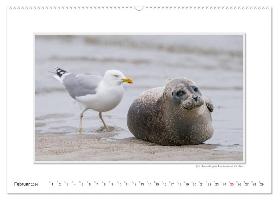 Emotional moments: Helgoland – Germany’s only offshore island. (CALVENDO wall calendar 2024) 