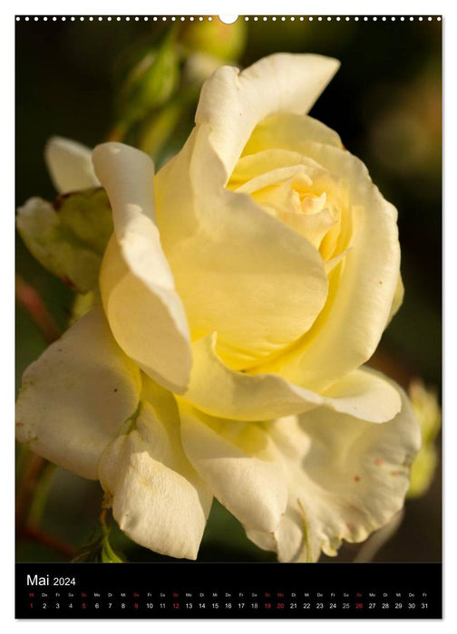 Zauberhafte Rosen (CALVENDO Wandkalender 2024)