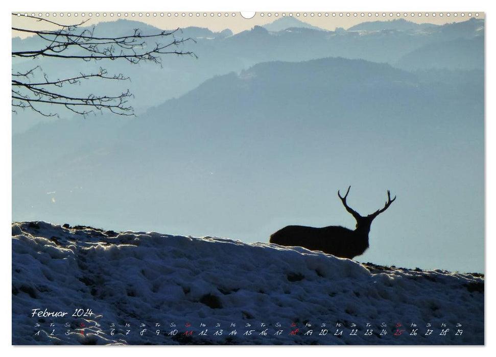 Vom Pfänder nach Lindau (CALVENDO Wandkalender 2024)