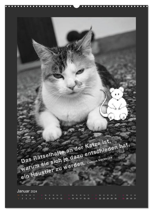 Katz & Maus (CALVENDO Premium Wandkalender 2024)