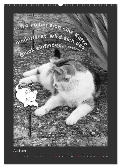 Katz & Maus (CALVENDO Premium Wandkalender 2024)