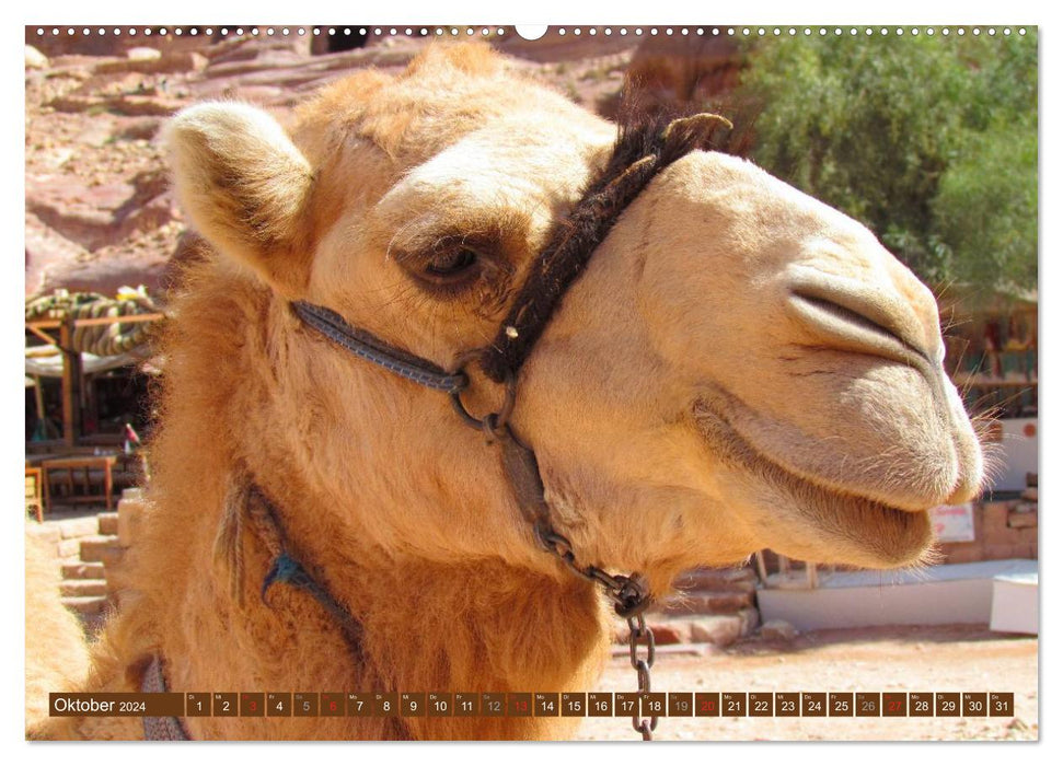 Camels • Dromedaries &amp; Bactrian camels (CALVENDO Premium Wall Calendar 2024) 