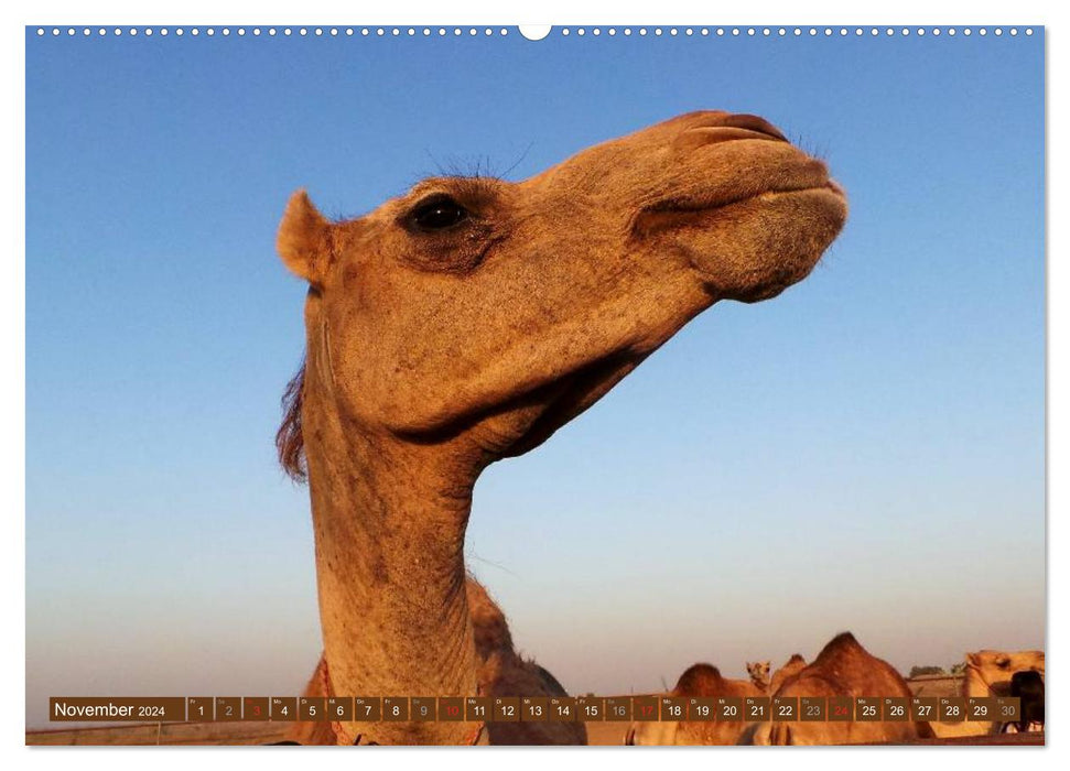 Camels • Dromedaries &amp; Bactrian camels (CALVENDO Premium Wall Calendar 2024) 