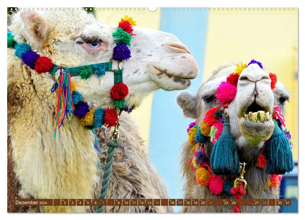 Camels • Dromedaries &amp; Bactrian camels (CALVENDO Premium Wall Calendar 2024) 