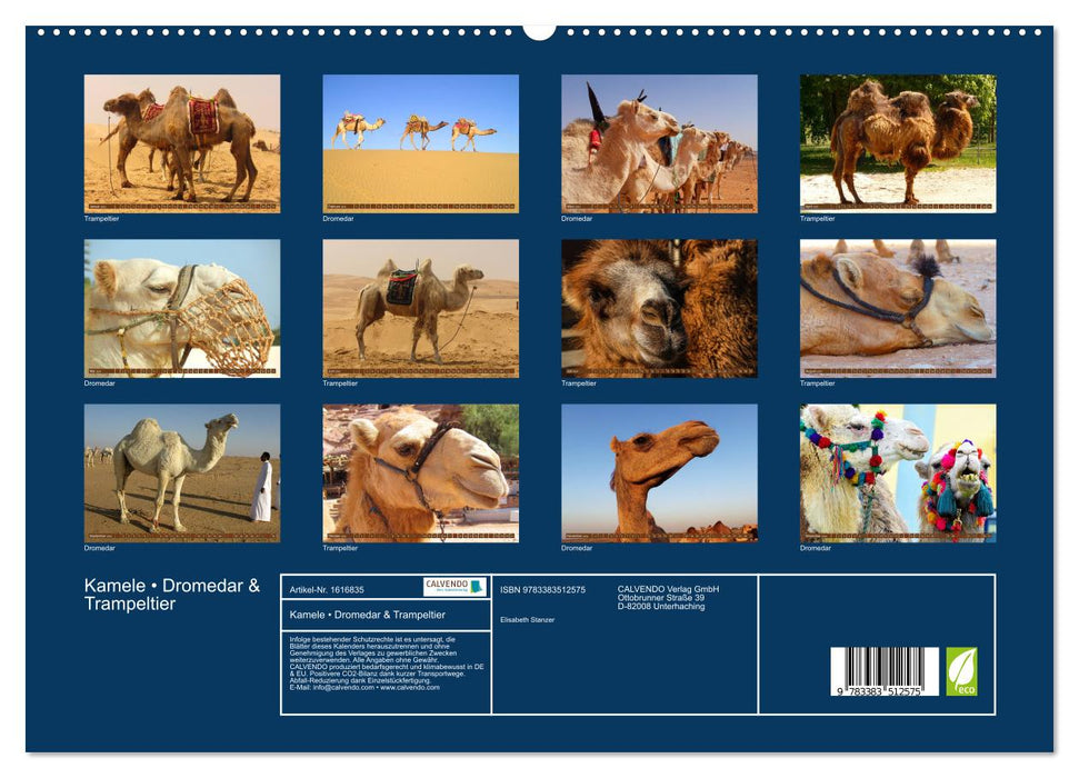 Camels • Dromedaries &amp; Bactrian camels (CALVENDO Premium Wall Calendar 2024) 