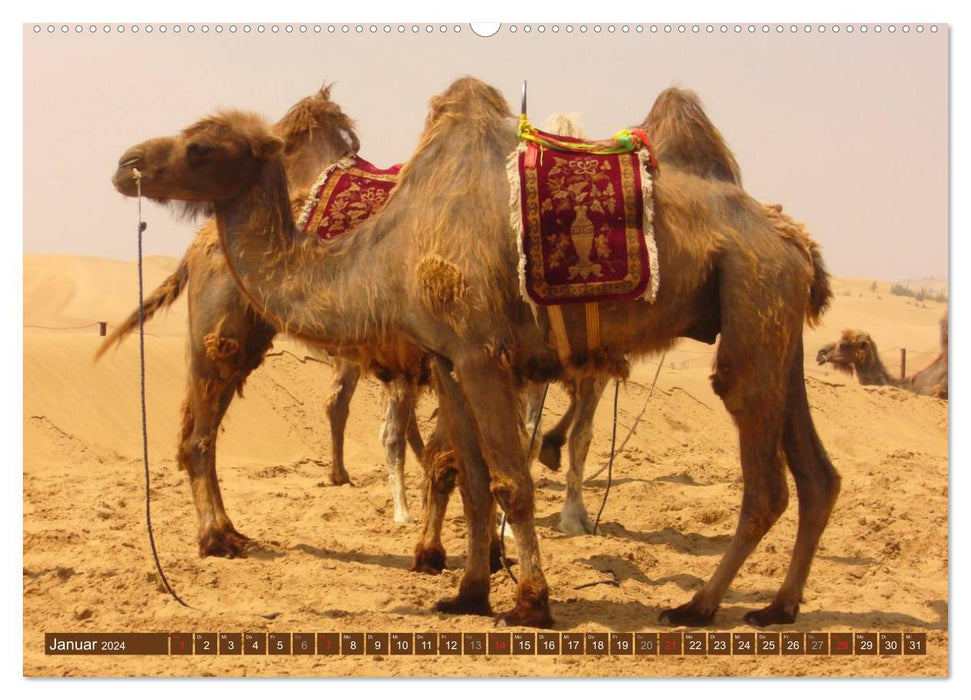 Camels • Dromedaries &amp; Bactrian camels (CALVENDO Premium Wall Calendar 2024) 