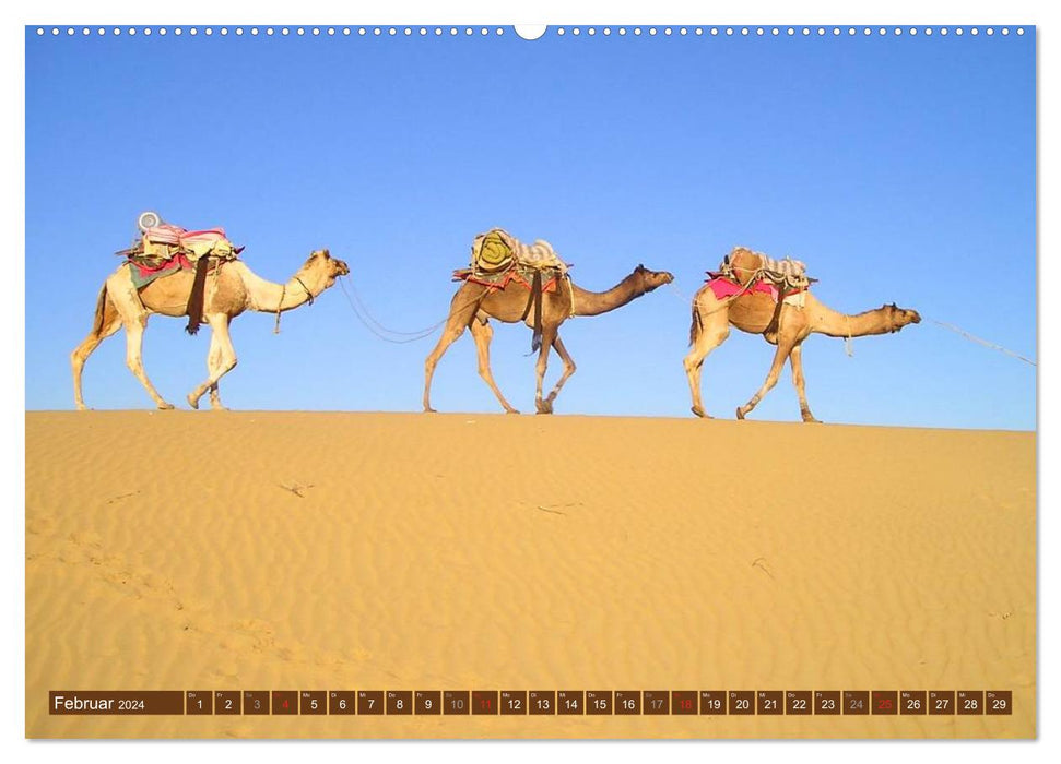 Camels • Dromedaries &amp; Bactrian camels (CALVENDO Premium Wall Calendar 2024) 