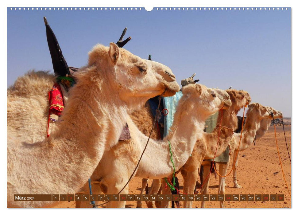 Camels • Dromedaries &amp; Bactrian camels (CALVENDO Premium Wall Calendar 2024) 