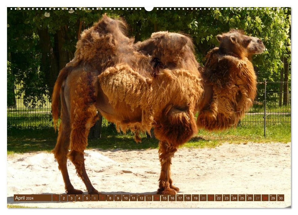 Camels • Dromedaries &amp; Bactrian camels (CALVENDO Premium Wall Calendar 2024) 