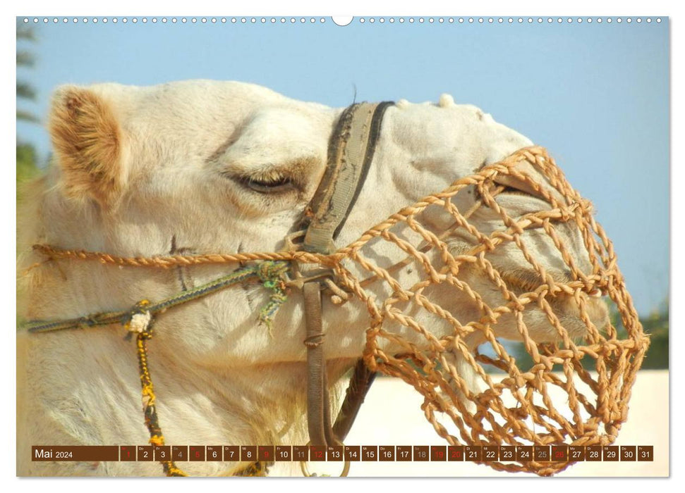 Camels • Dromedaries &amp; Bactrian camels (CALVENDO Premium Wall Calendar 2024) 