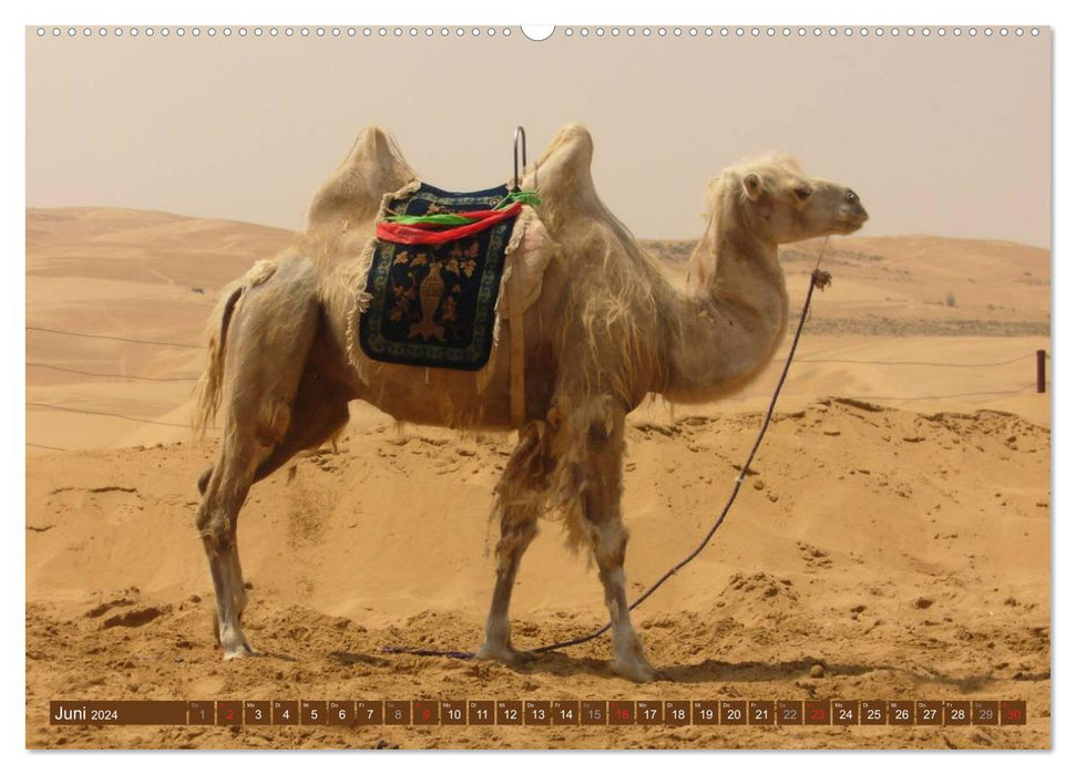 Camels • Dromedaries &amp; Bactrian camels (CALVENDO Premium Wall Calendar 2024) 