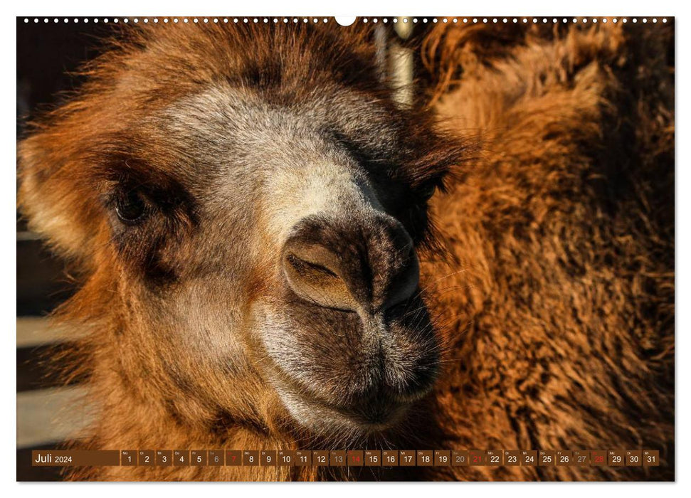 Camels • Dromedaries &amp; Bactrian camels (CALVENDO Premium Wall Calendar 2024) 