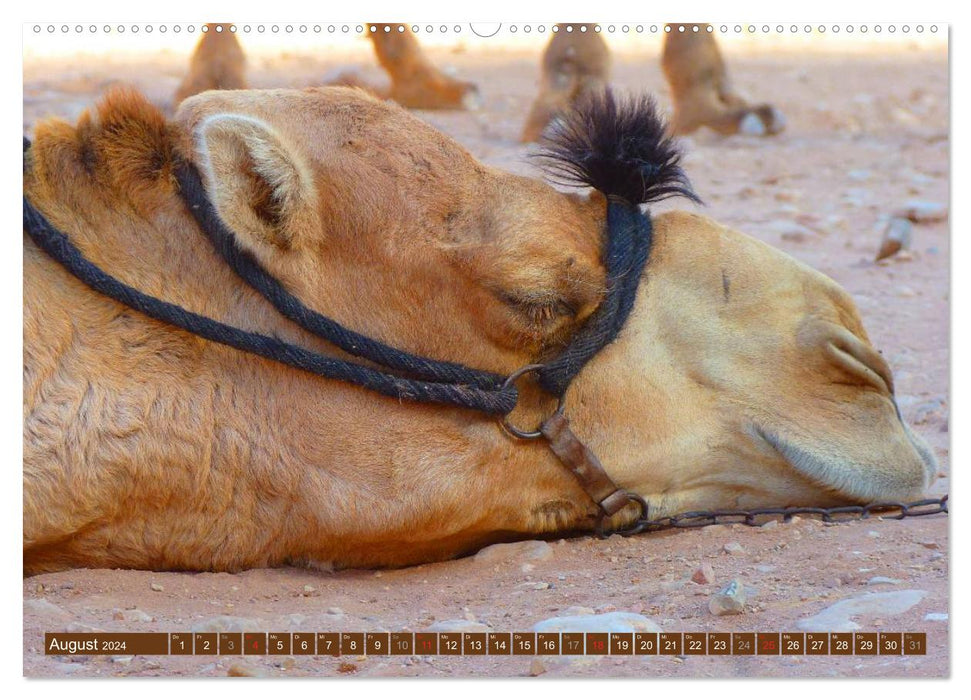 Camels • Dromedaries &amp; Bactrian camels (CALVENDO Premium Wall Calendar 2024) 