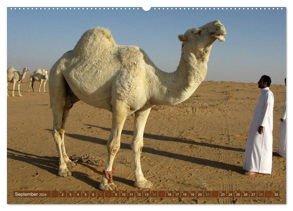 Camels • Dromedaries &amp; Bactrian camels (CALVENDO Premium Wall Calendar 2024) 