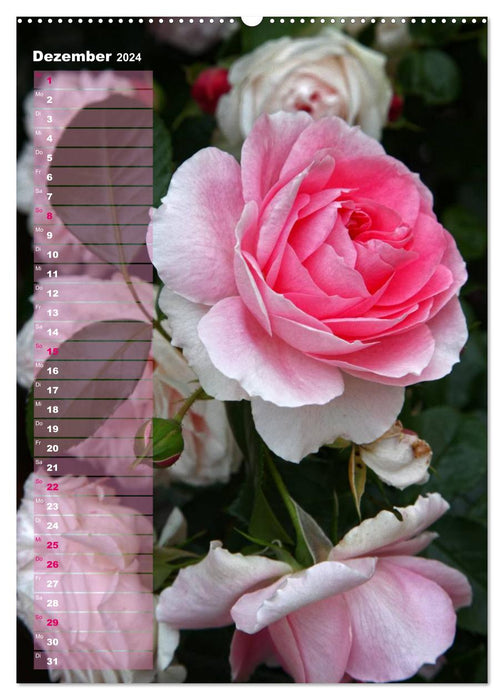 Roses pour VOUS / Calendrier d'anniversaire (Calvendo mural CALVENDO 2024) 