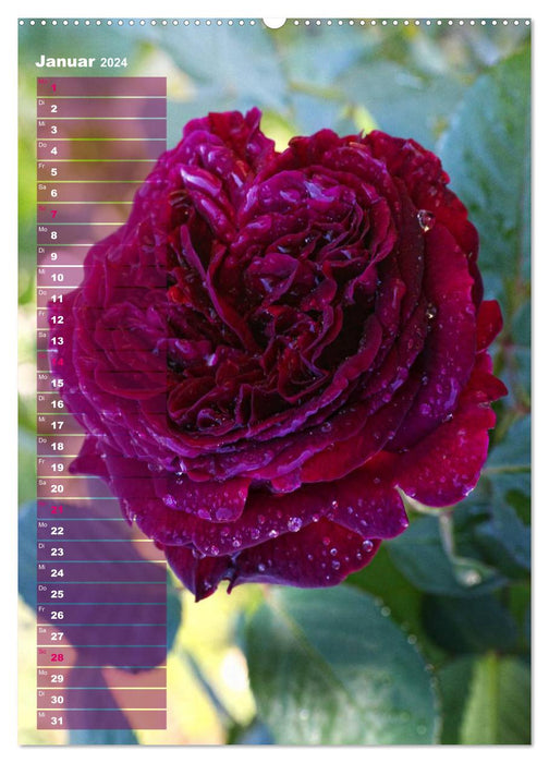 Roses for YOU / Birthday Calendar (CALVENDO Wall Calendar 2024) 