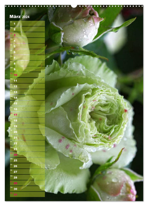 Roses for YOU / Birthday Calendar (CALVENDO Wall Calendar 2024) 