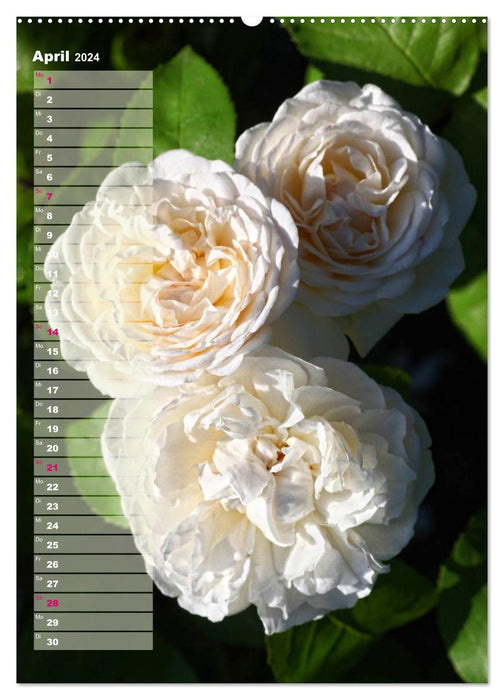 Roses pour VOUS / Calendrier d'anniversaire (Calvendo mural CALVENDO 2024) 
