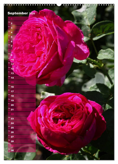 Rosen für DICH / Geburtstagskalender (CALVENDO Wandkalender 2024)