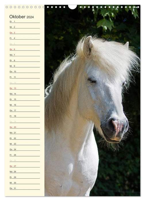 Calendrier d'anniversaire des chevaux islandais (calendrier mural CALVENDO 2024) 