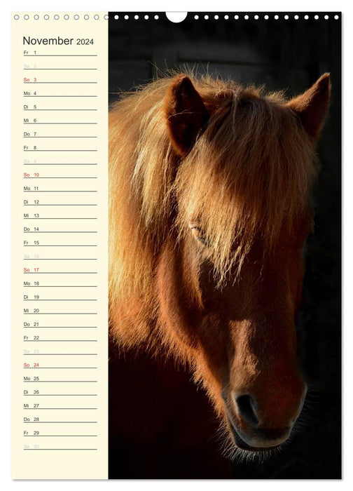 Icelandic Horses Birthday Calendar (CALVENDO Wall Calendar 2024) 