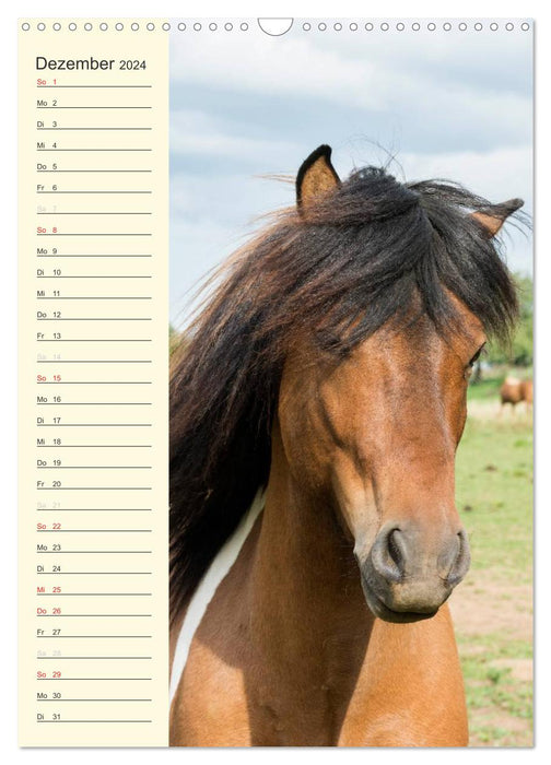 Calendrier d'anniversaire des chevaux islandais (calendrier mural CALVENDO 2024) 