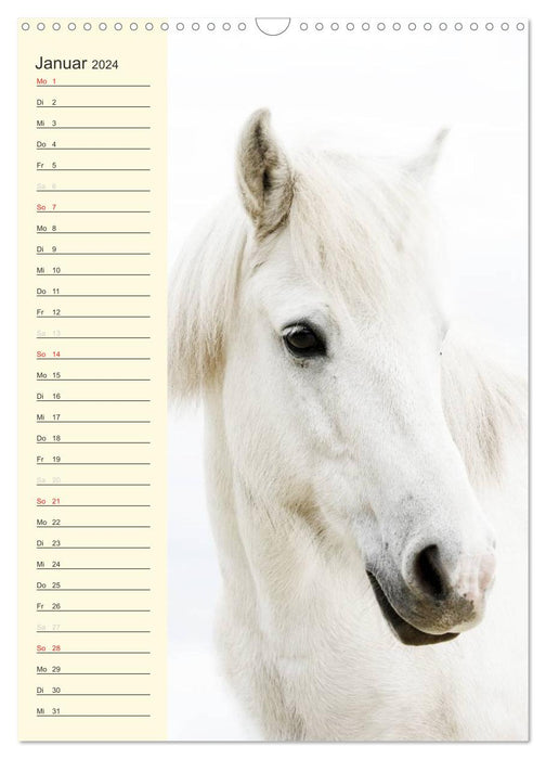 Calendrier d'anniversaire des chevaux islandais (calendrier mural CALVENDO 2024) 