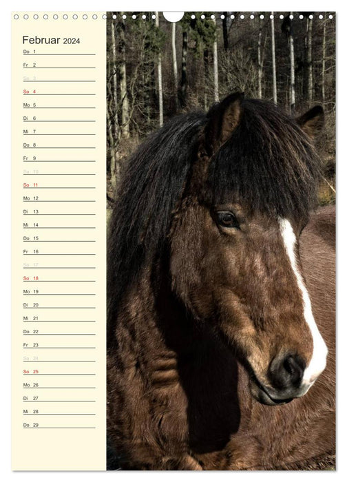 Calendrier d'anniversaire des chevaux islandais (calendrier mural CALVENDO 2024) 