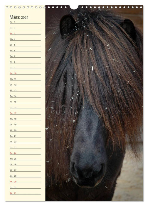 Calendrier d'anniversaire des chevaux islandais (calendrier mural CALVENDO 2024) 