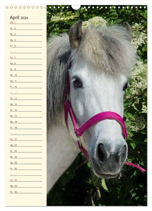 Calendrier d'anniversaire des chevaux islandais (calendrier mural CALVENDO 2024) 