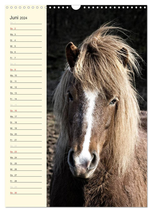 Calendrier d'anniversaire des chevaux islandais (calendrier mural CALVENDO 2024) 