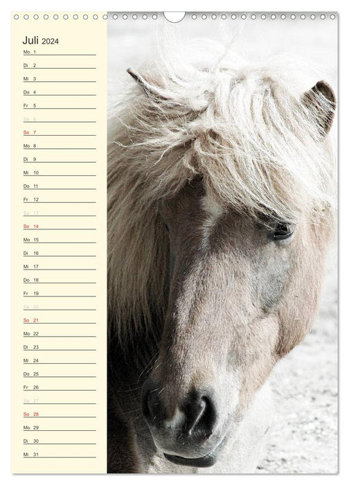 Calendrier d'anniversaire des chevaux islandais (calendrier mural CALVENDO 2024) 