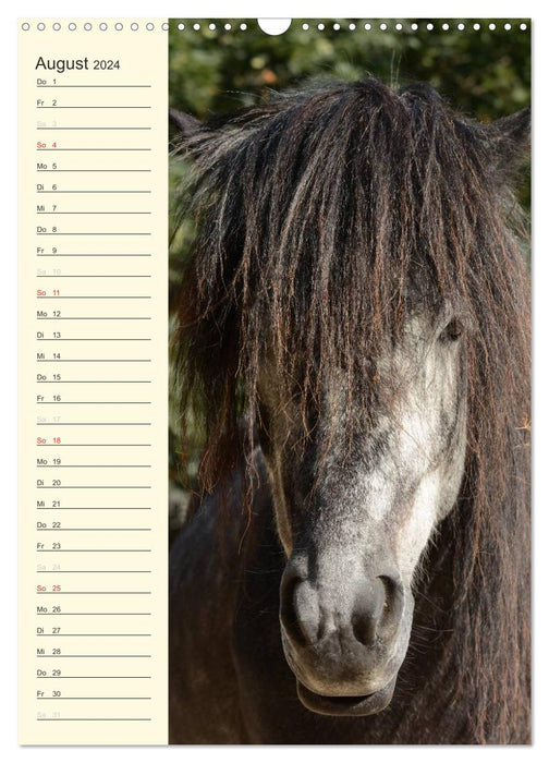 Calendrier d'anniversaire des chevaux islandais (calendrier mural CALVENDO 2024) 