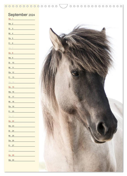 Islandpferde Geburtstagskalender (CALVENDO Wandkalender 2024)