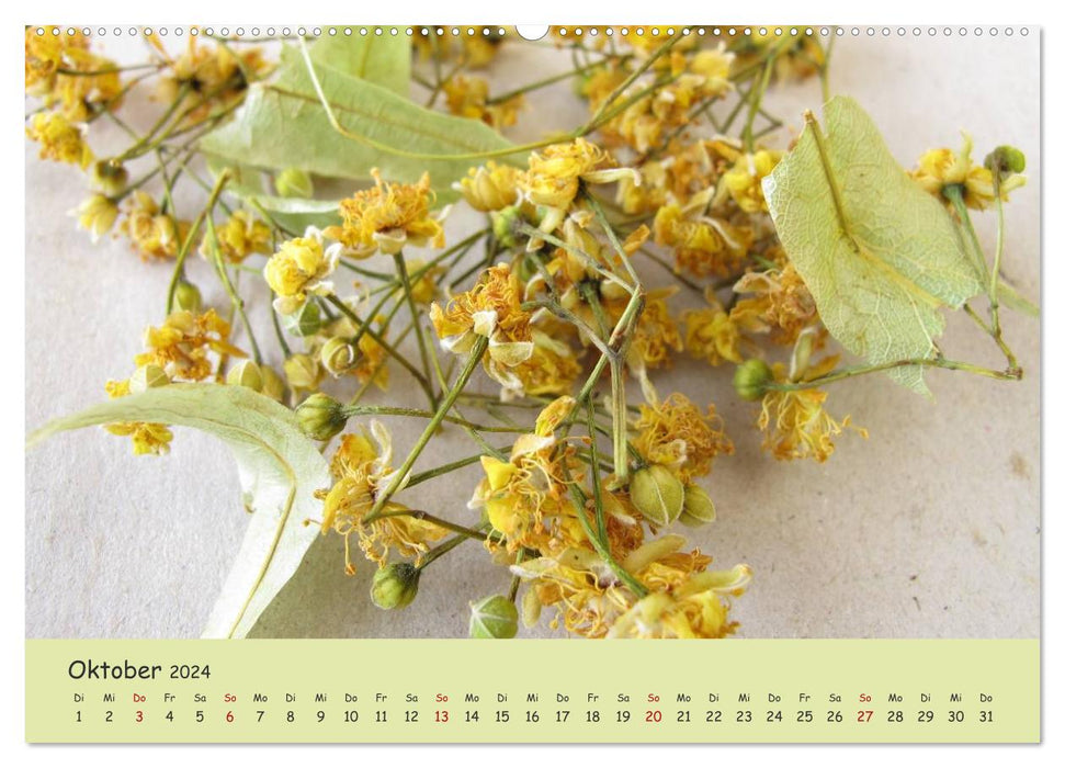 Mit Pflanzenkraft natürlich heilen (CALVENDO Premium Wandkalender 2024)