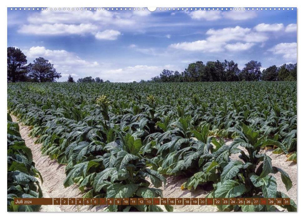 Agrarwirtschaft - Impressionen (CALVENDO Wandkalender 2024)