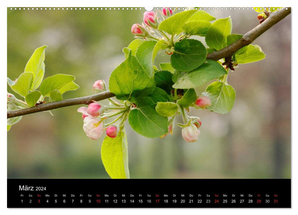 Vier Jahreszeiten (CALVENDO Premium Wandkalender 2024)