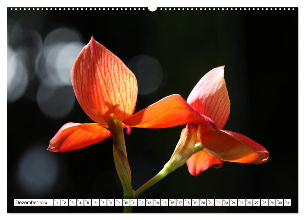 Magnificent orchids (CALVENDO wall calendar 2024) 