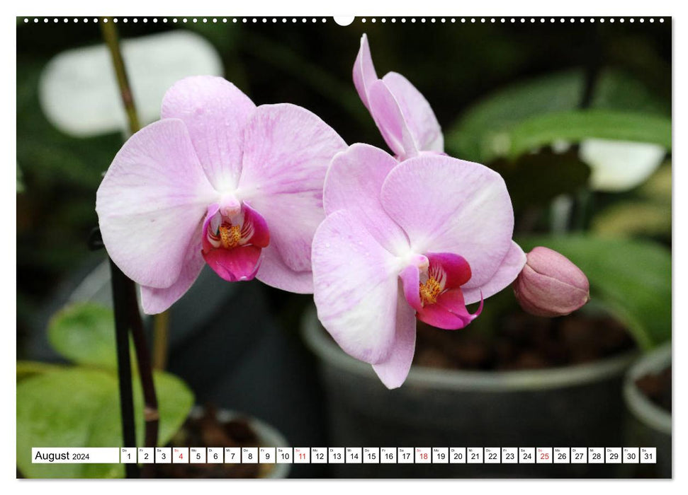 Magnificent orchids (CALVENDO wall calendar 2024) 