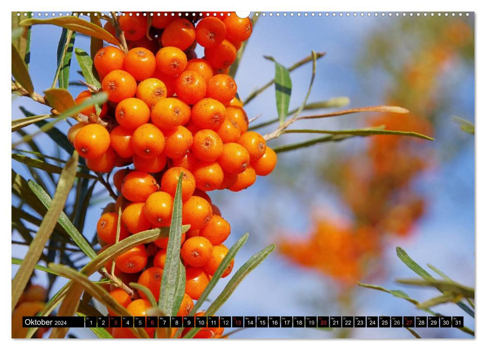 Ripe fruits (CALVENDO Premium Wall Calendar 2024) 