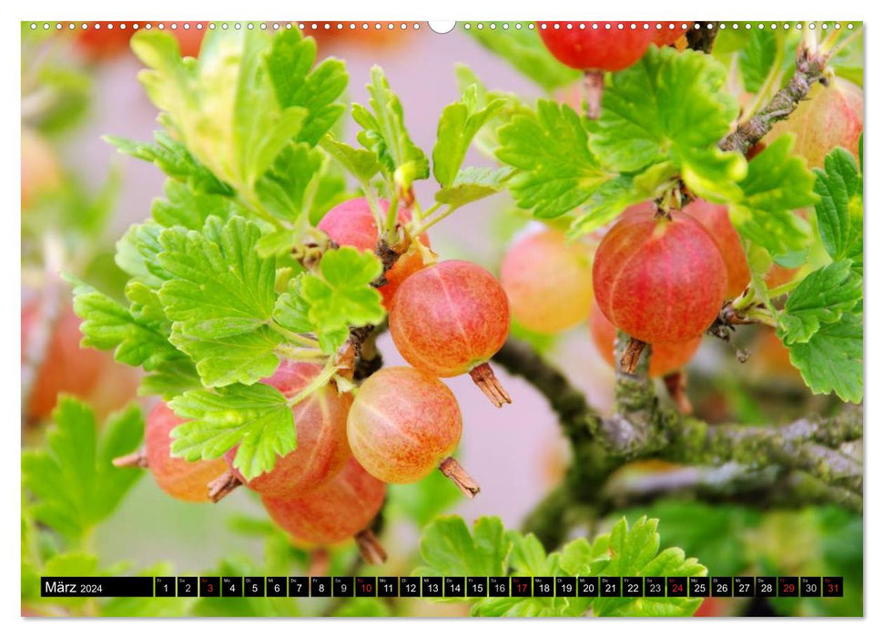 Ripe fruits (CALVENDO Premium Wall Calendar 2024) 